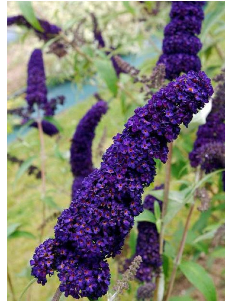 BUDDLEIA davidii BLACK KNIGHT