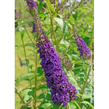 BUDDLEIA davidii EMPIRE BLUE