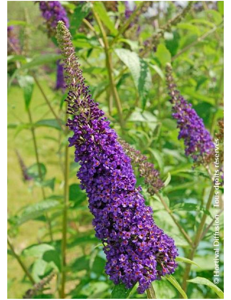 BUDDLEIA davidii EMPIRE BLUE