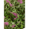 BUDDLEIA davidii PINK DELIGHT