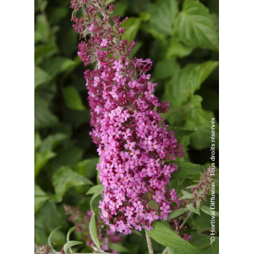 BUDDLEIA davidii PINK DELIGHT