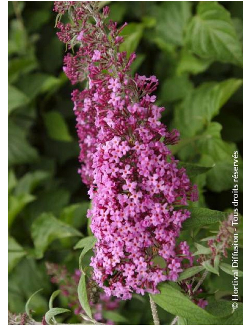 BUDDLEIA davidii PINK DELIGHT