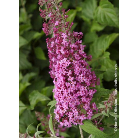 BUDDLEIA davidii PINK DELIGHT