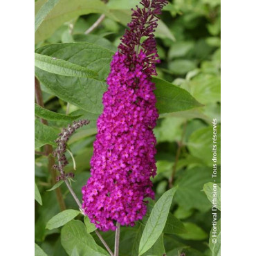 BUDDLEIA davidii ROYAL RED