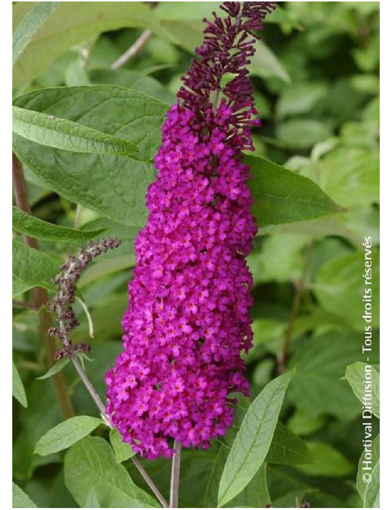 BUDDLEIA davidii ROYAL RED