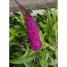 BUDDLEIA davidii ROYAL RED