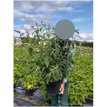 BUDDLEIA davidii WHITE PROFUSION En pot de 10-12 litres