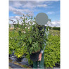 BUDDLEIA davidii WHITE PROFUSION En pot de 10-12 litres