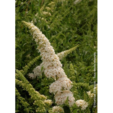 BUDDLEIA davidii WHITE PROFUSION