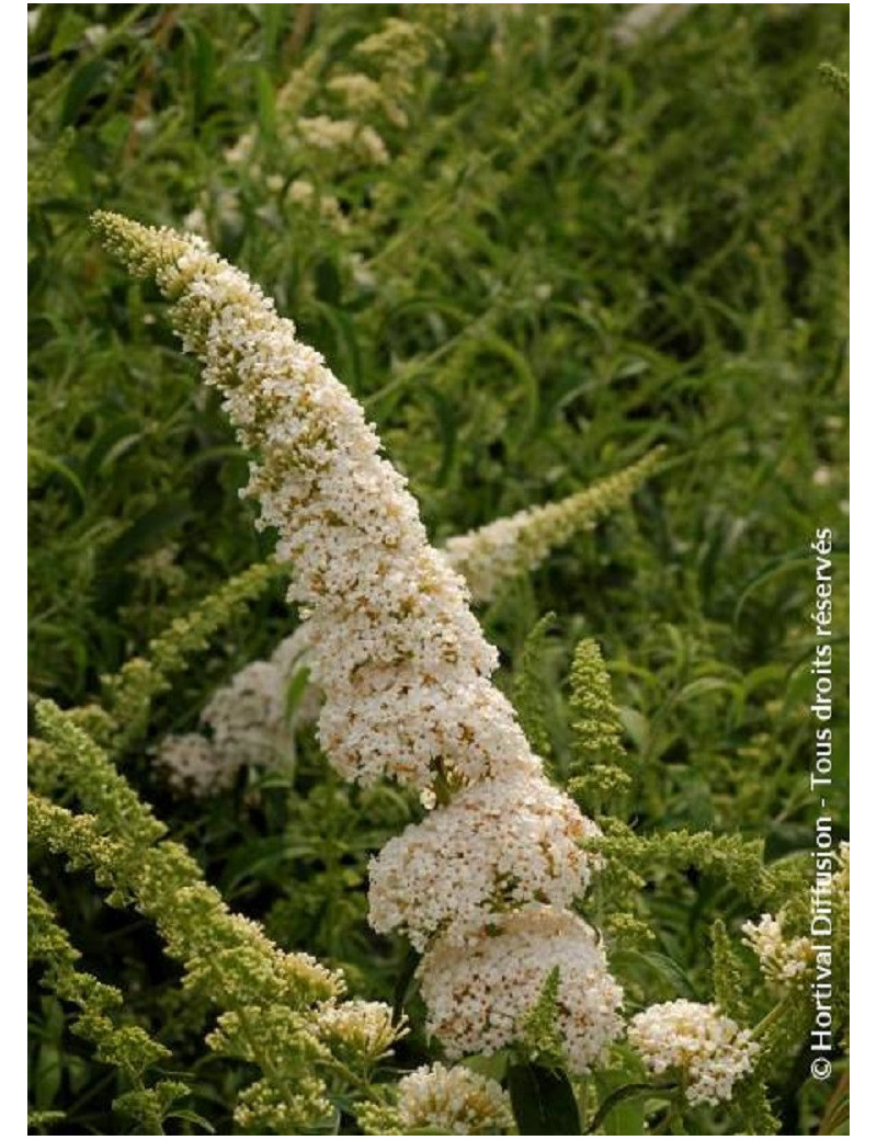 BUDDLEIA davidii WHITE PROFUSION