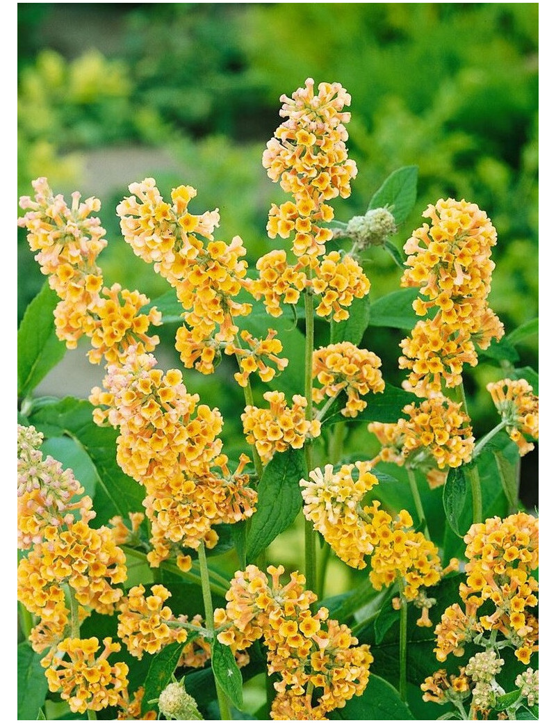 BUDDLEIA weyeriana SUNGOLD