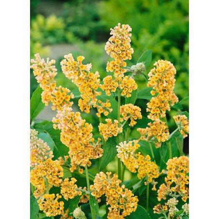 BUDDLEIA weyeriana SUNGOLD