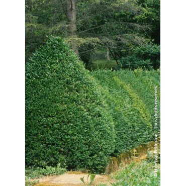 BUXUS sempervirens