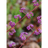 CALLICARPA dichotoma ISSAI