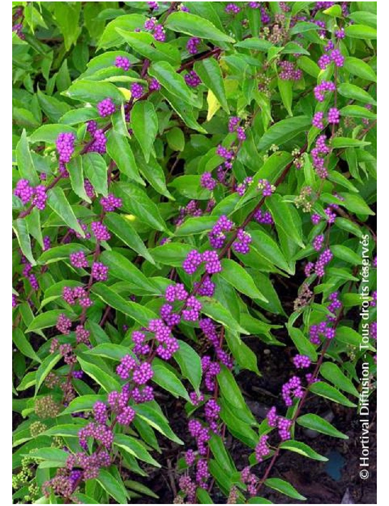 CALLICARPA dichotoma ISSAI