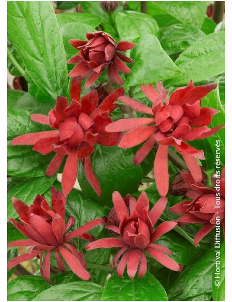 CALYCANTHUS floridus