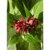 CALYCANTHUS floridus