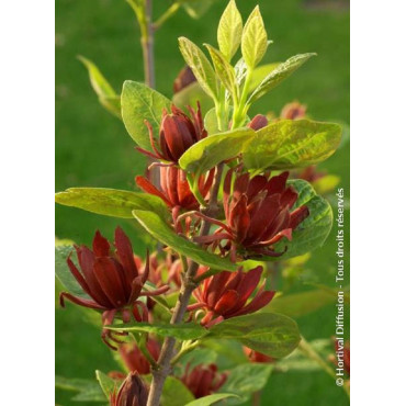 CALYCANTHUS floridus