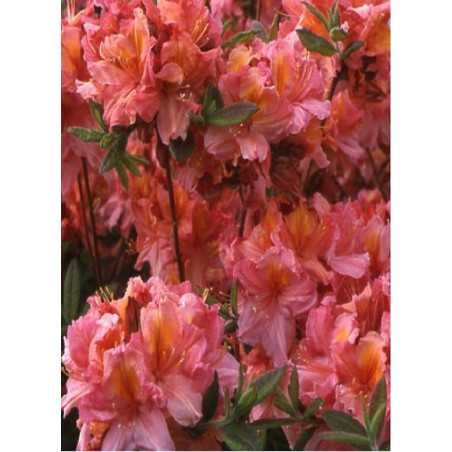 AZALEA mollis BERRY ROSE