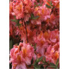 AZALEA mollis BERRY ROSE