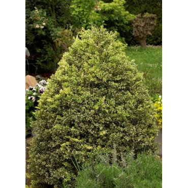 BUXUS sempervirens ELEGANTISSIMA