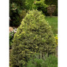 BUXUS sempervirens ELEGANTISSIMA