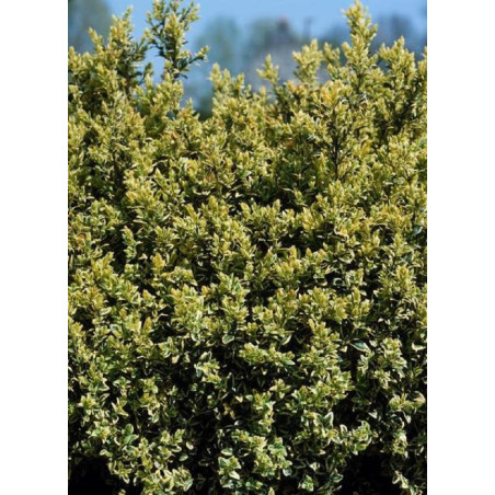 BUXUS sempervirens ELEGANTISSIMA