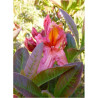 AZALEA mollis BERRY ROSE