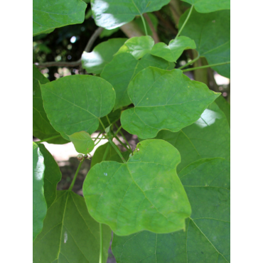 CATALPA bignonioides