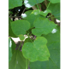 CATALPA bignonioides