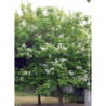 CATALPA bignonioides