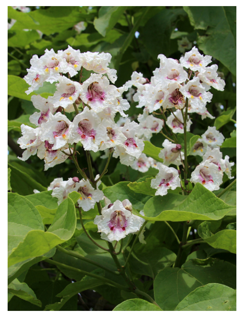 CATALPA bignonioides