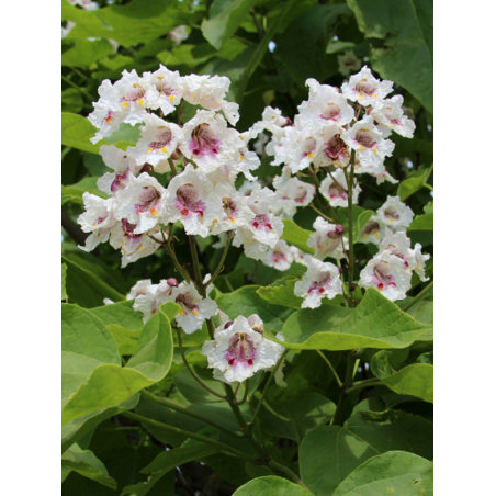 CATALPA bignonioides