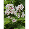 CATALPA bignonioides