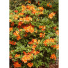 AZALEA mollis GLOWING EMBERS