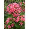 AZALEA mollis JOLIE MADAME