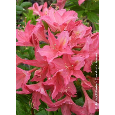 AZALEA mollis JOLIE MADAME