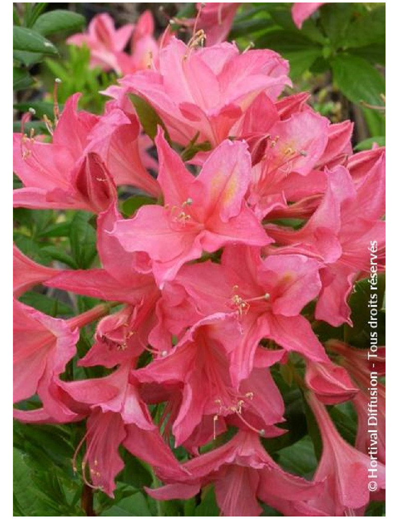 AZALEA mollis JOLIE MADAME