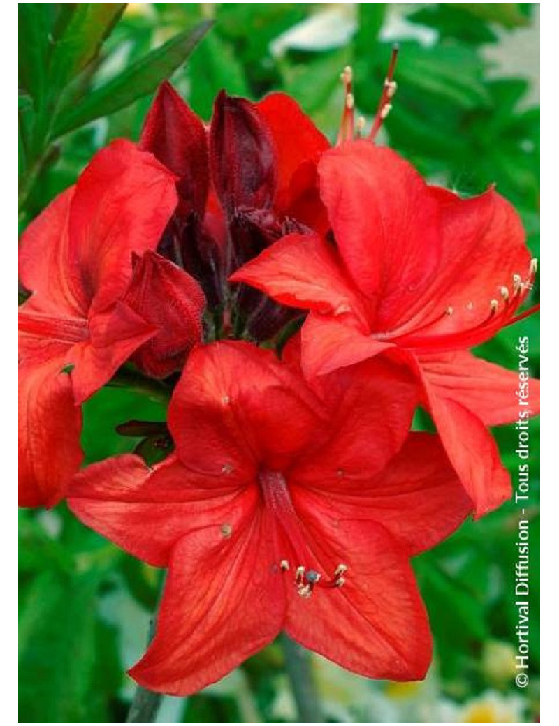 AZALEA mollis PARKFEUER