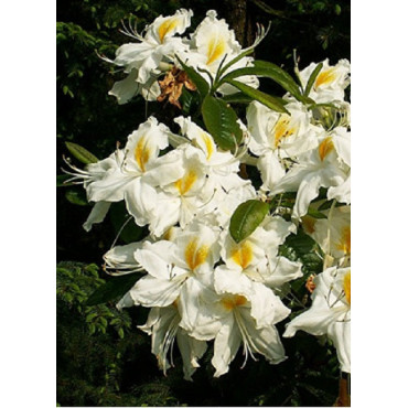 AZALEA mollis SCHNEEGOLD