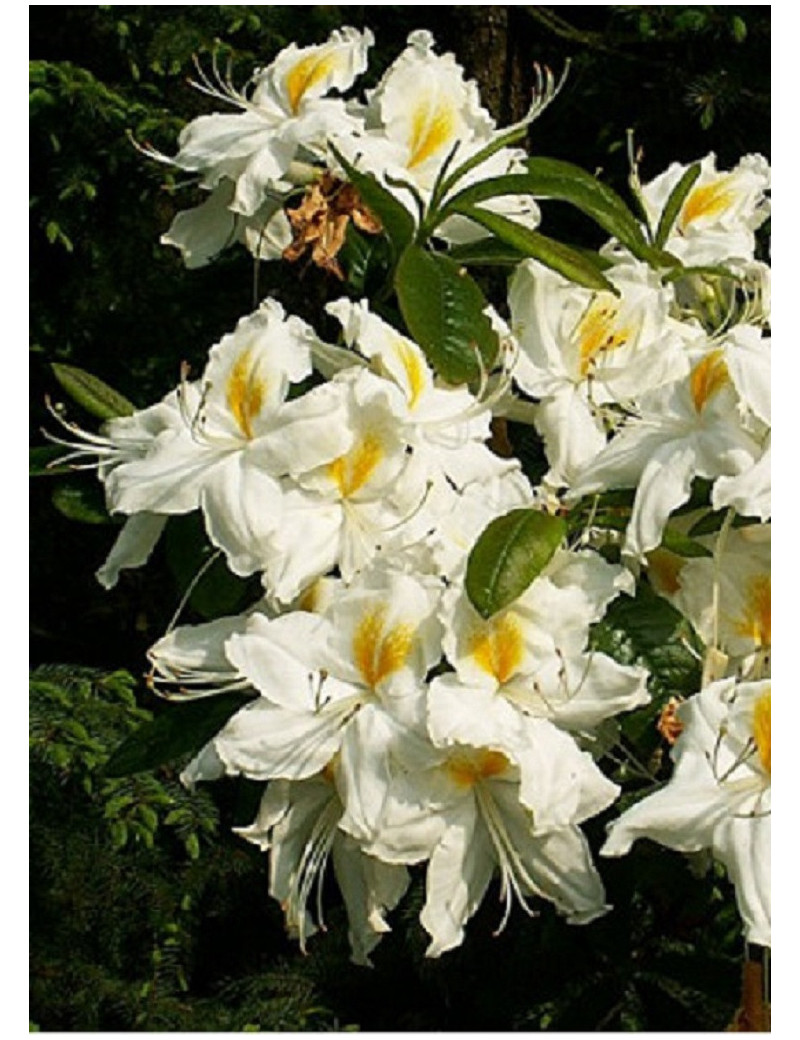 AZALEA mollis SCHNEEGOLD