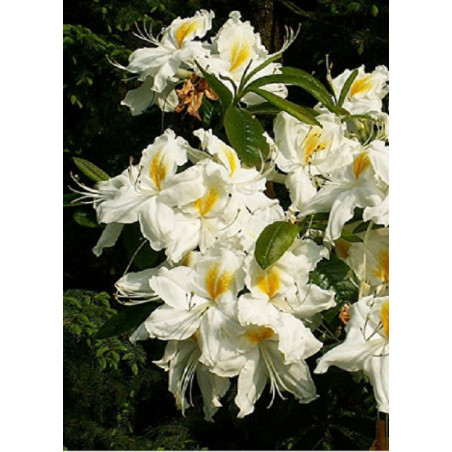 AZALEA mollis SCHNEEGOLD