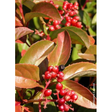 VIBURNUM LE BOIS MARQUIS