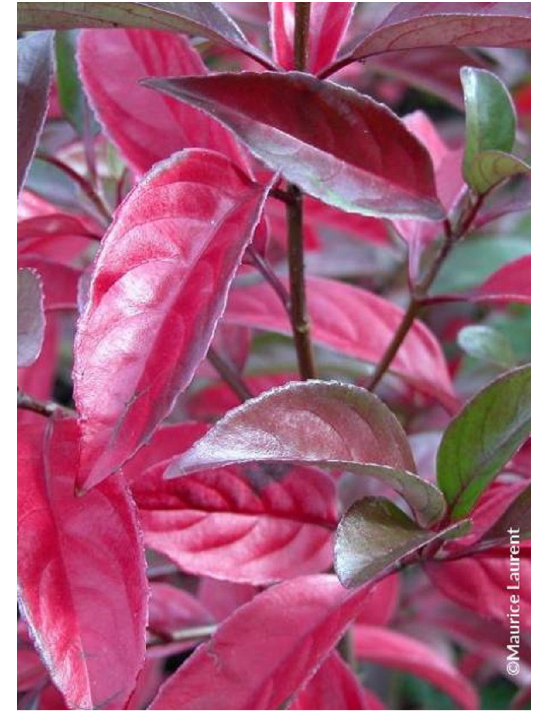 VIBURNUM LE BOIS MARQUIS