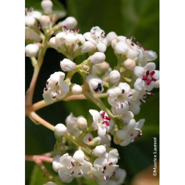 VIBURNUM LE BOIS MARQUIS