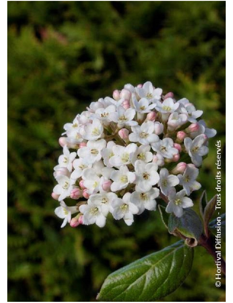 VIBURNUM burkwoodii