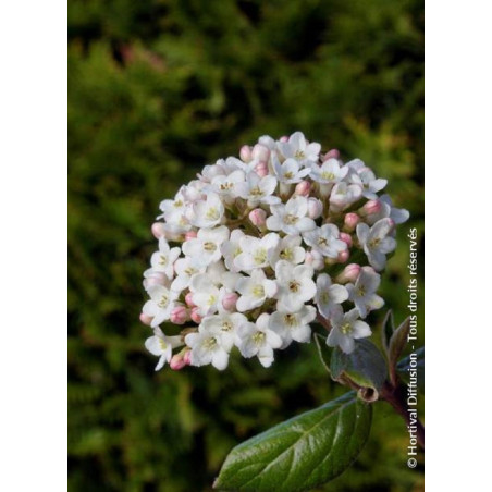 VIBURNUM burkwoodii