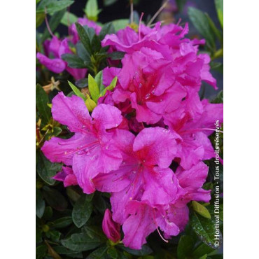 AZALEA repetita VIOLET