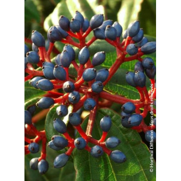 VIBURNUM davidii