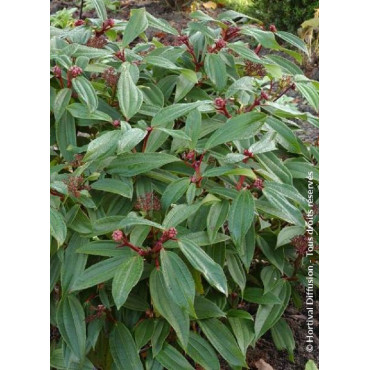 VIBURNUM davidii